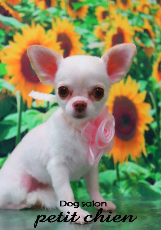 フランちゃん
