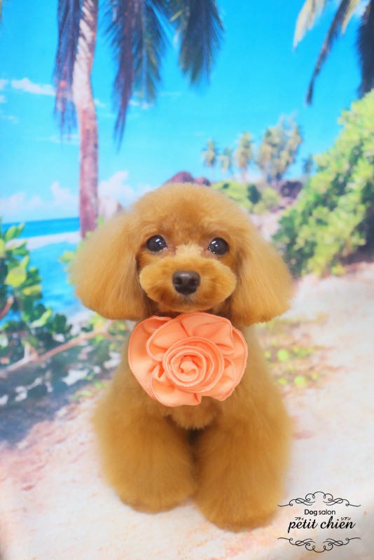 さくらちゃん