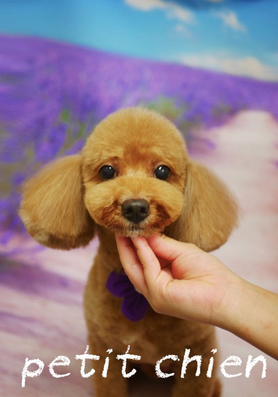 チャ夢くん