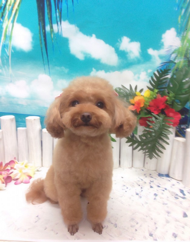 あろえちゃん