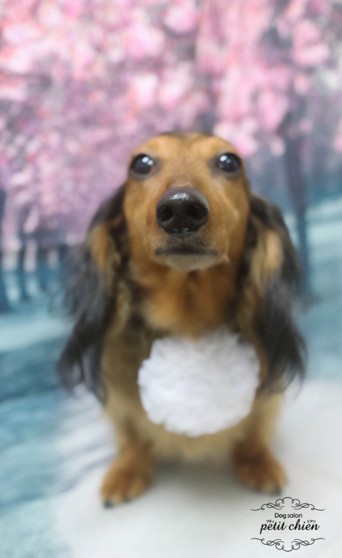 プッチちゃん