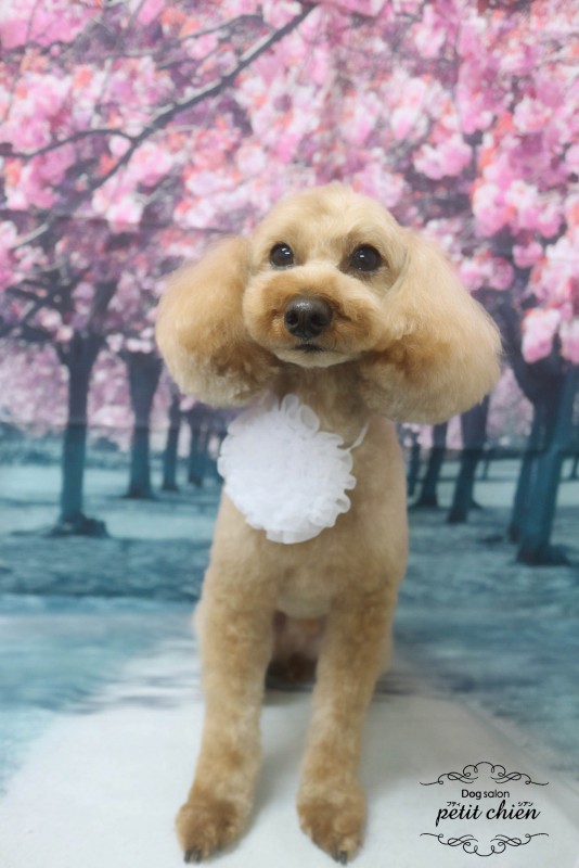 すばるくん