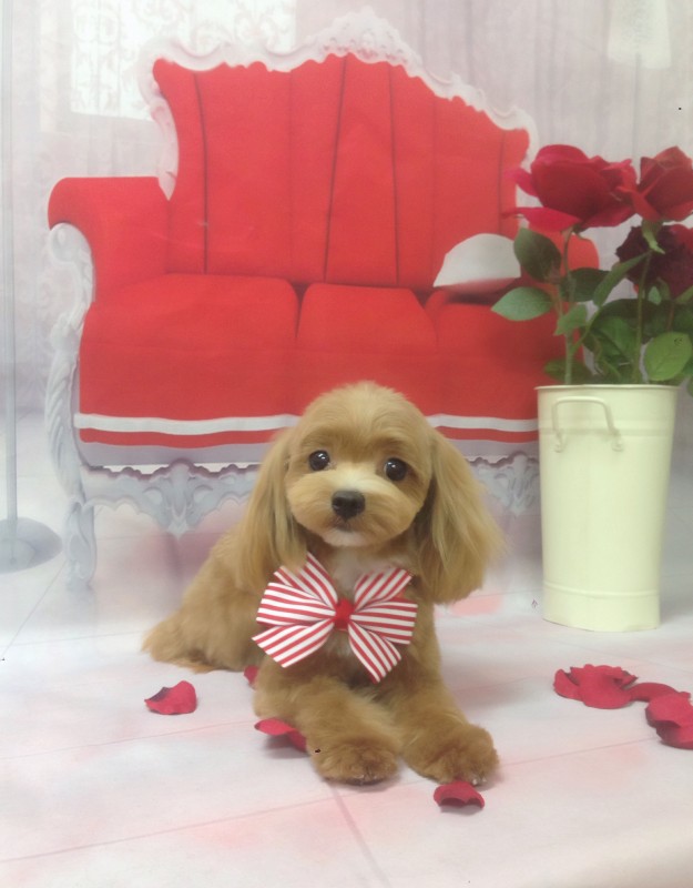 のんのちゃん