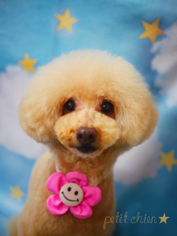 バニラちゃん