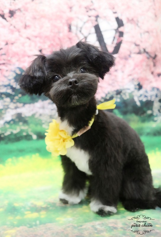 viviちゃん
