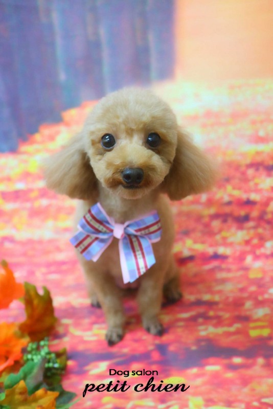 まめちゃん