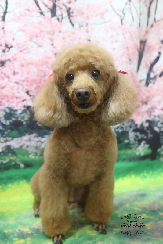 ティアラちゃん