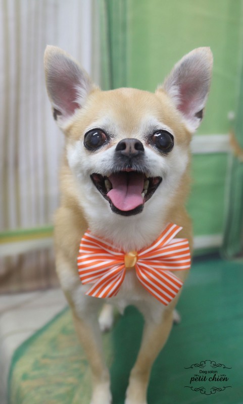 チャーちゃん