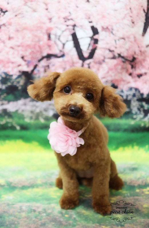 まめちゃん