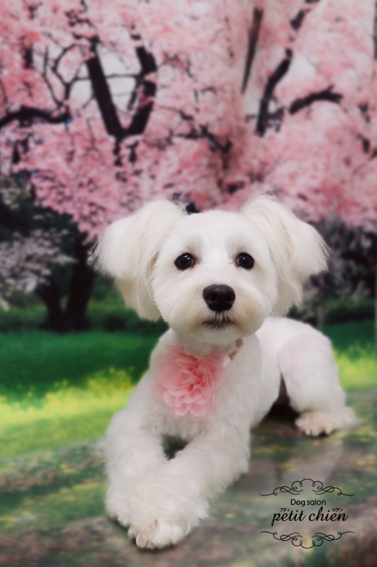 とまとちゃん