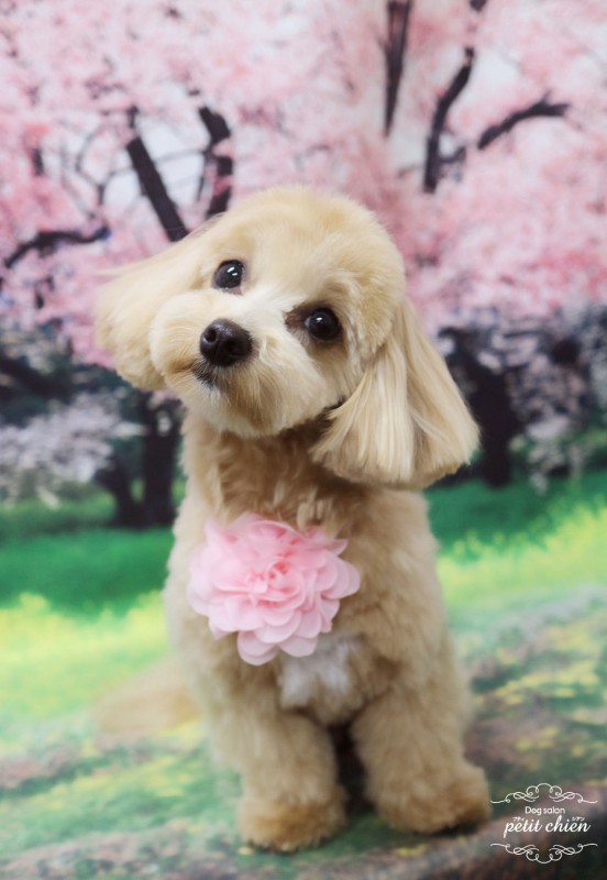 パルちゃん