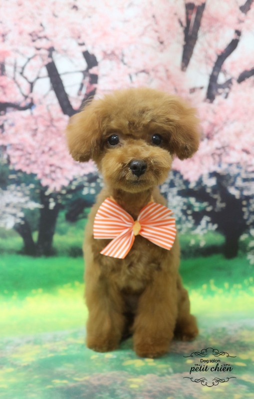 サクラちゃん