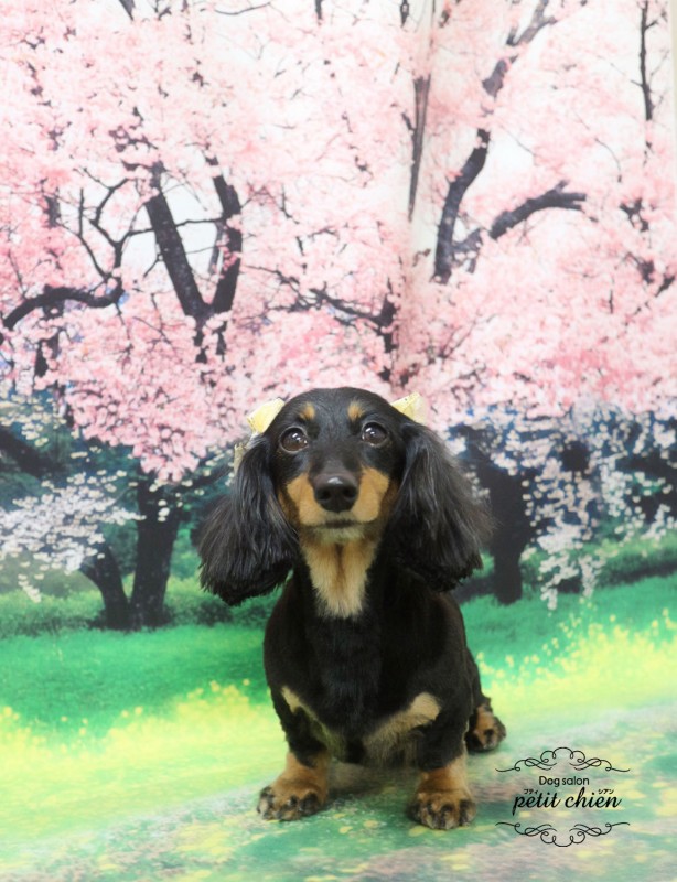 あんこちゃん