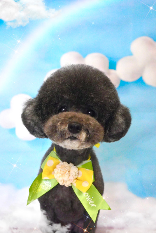 あんこちゃん