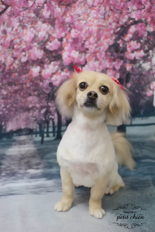 ちゃおちゃん