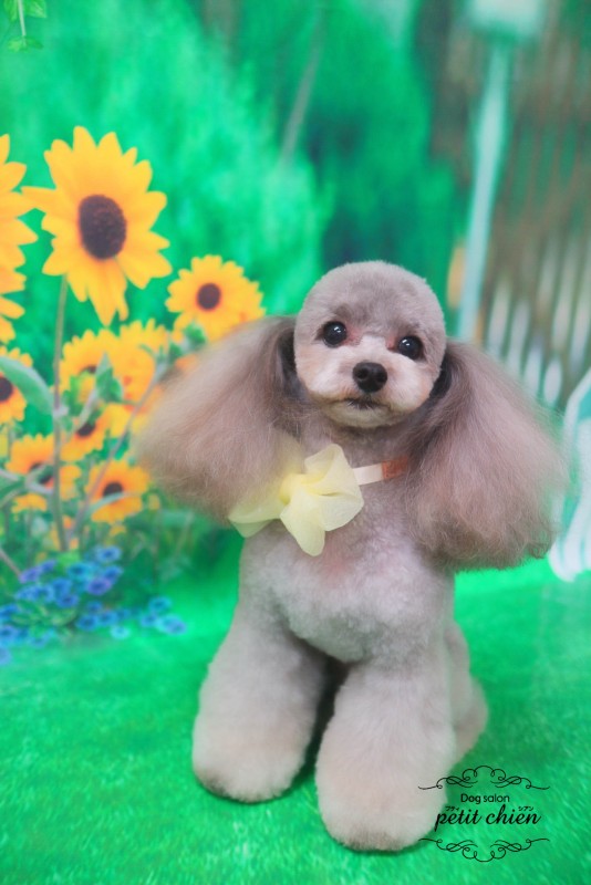 リンちゃん