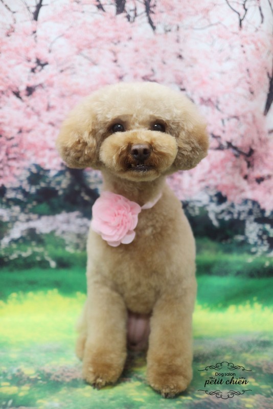 あずきちゃん