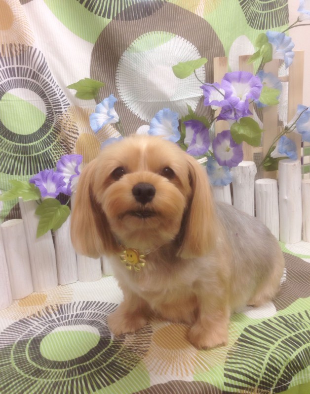 ももちゃん
