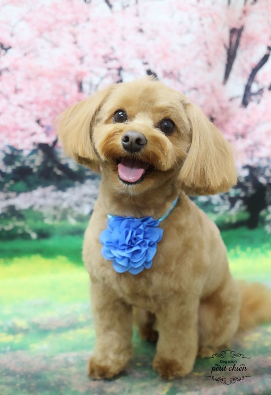 とうまくん