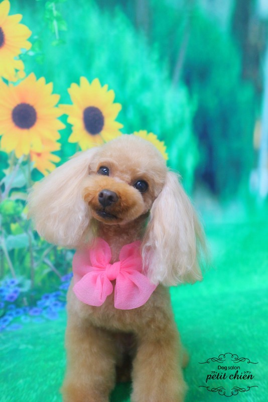 ピノちゃん
