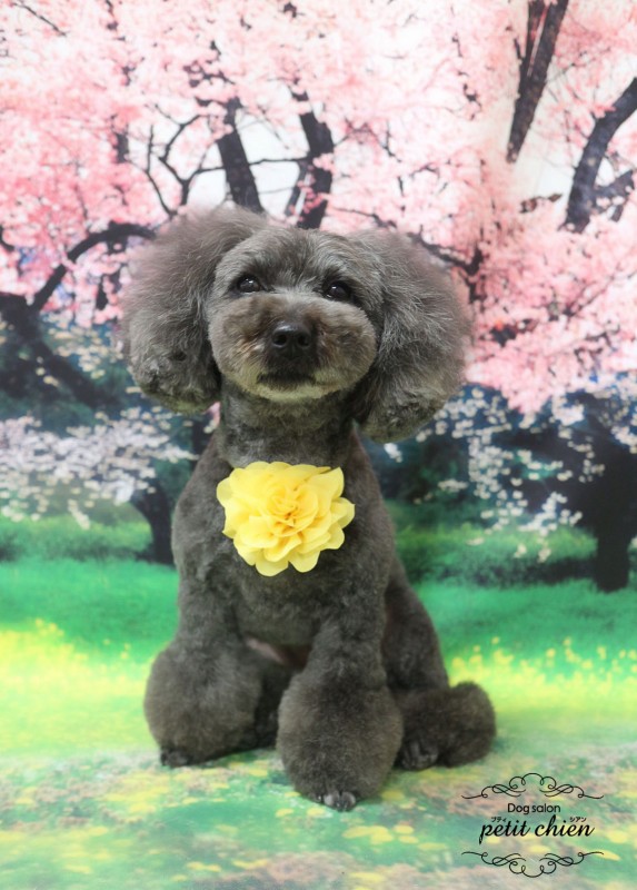 COCOちゃん