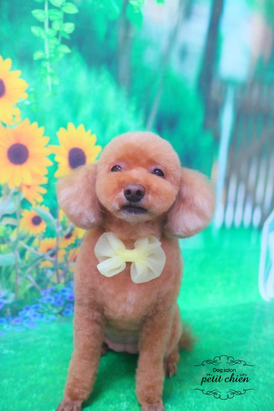 イマンちゃん