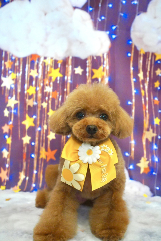 ROYくん