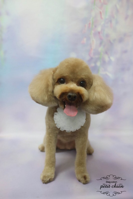 こむぎちゃん