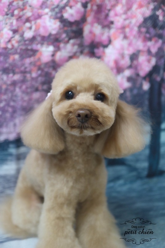 ソフィちゃん