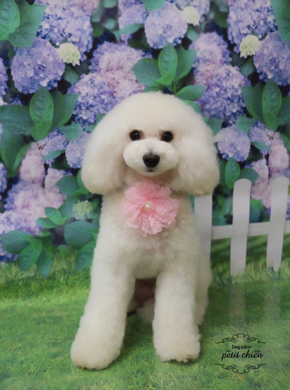 きなこちゃん