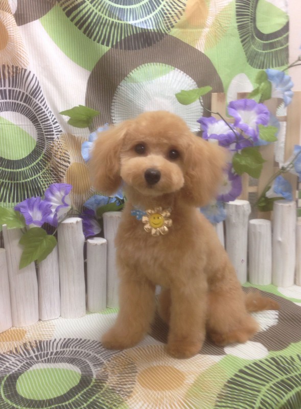 ミミちゃん