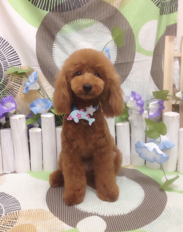 ニコくん