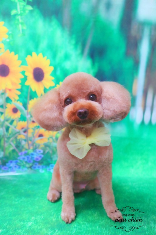 こむぎちゃん
