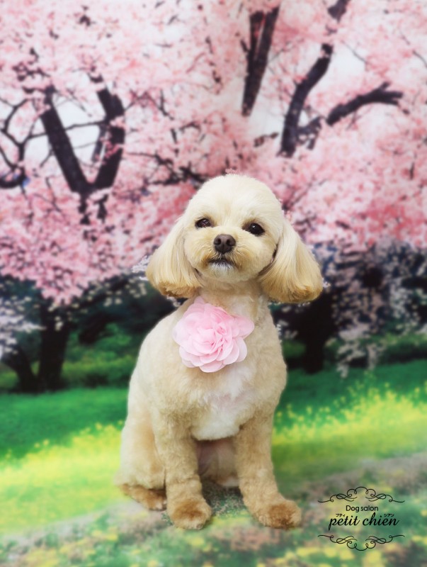 シフォンちゃん