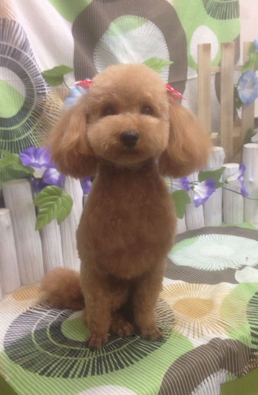 まるちゃん