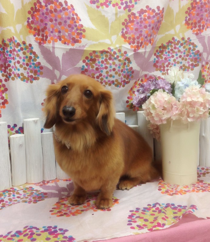 ちょこちゃん