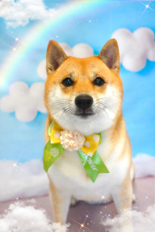 こむぎちゃん