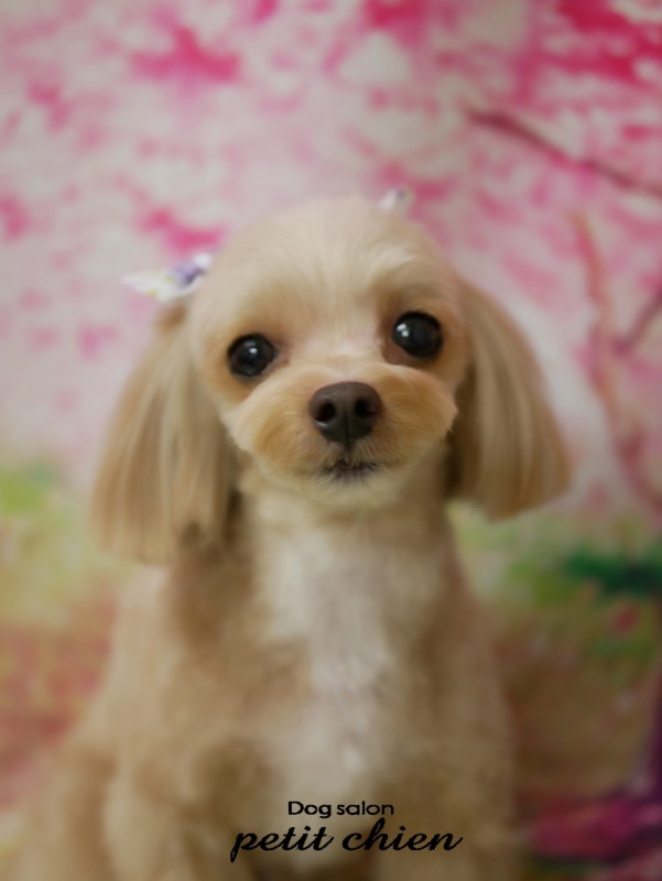 のんのちゃん