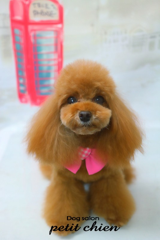 さくらちゃん