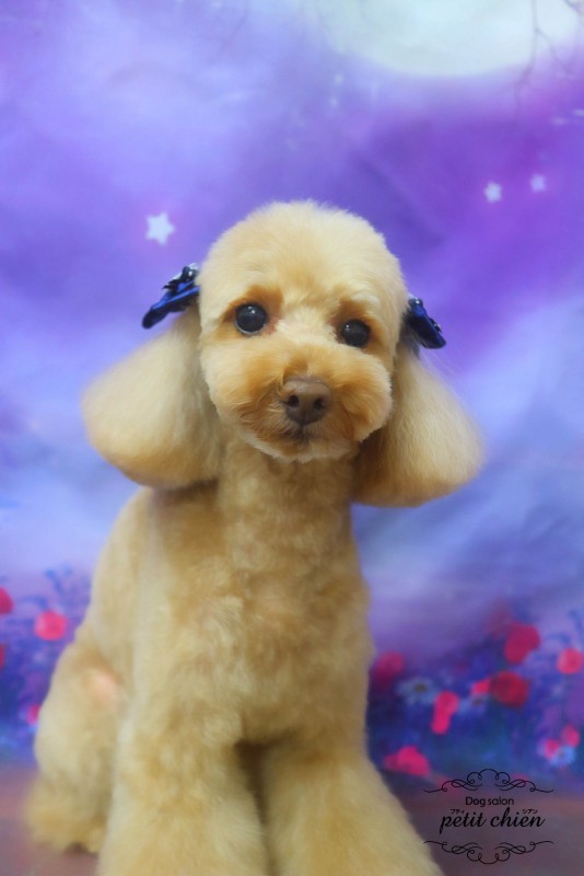 ソフィちゃん