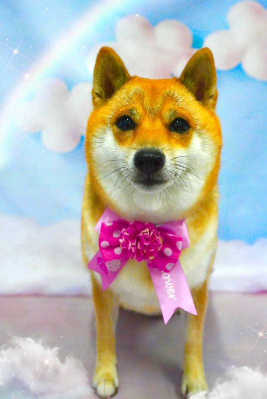 こむぎちゃん
