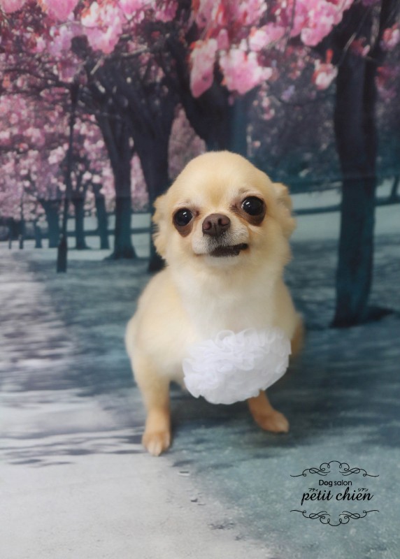 ミルクちゃん