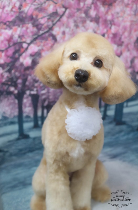 ここあちゃん