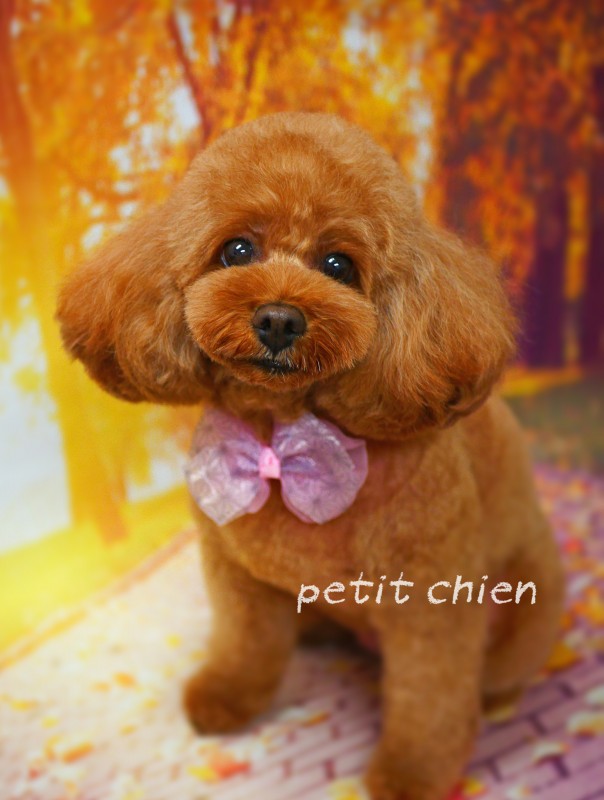 フランちゃん