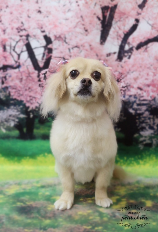 ちゃおちゃん