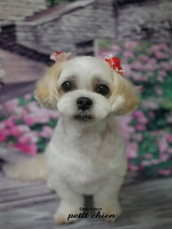 ポポちゃん