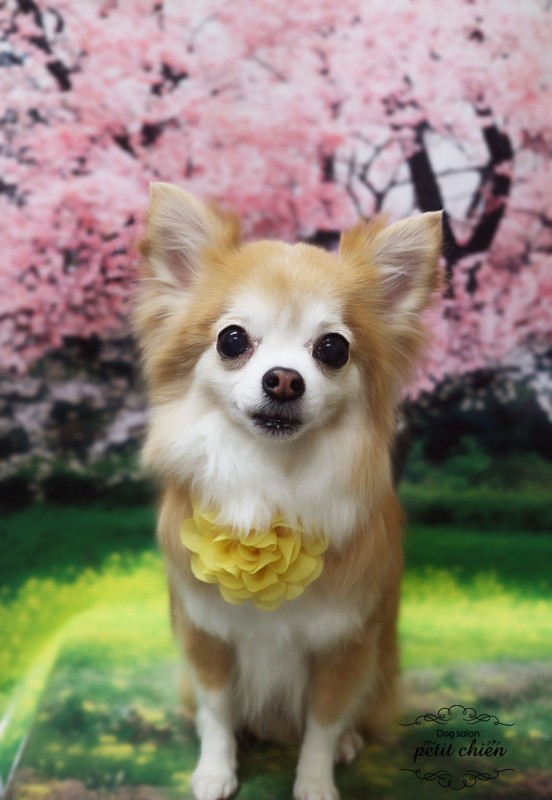 リンちゃん